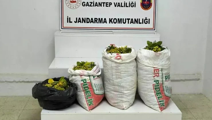 Gaziantep’te Antep Fıstığı Hırsızlığı: 2 Şüpheli Tutuklandı