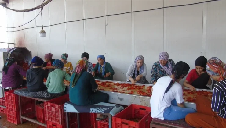 Gaziantep’te İslahiye biberinin salça yolculuğu başladı